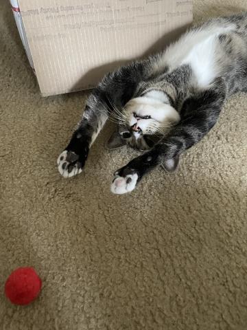 cat